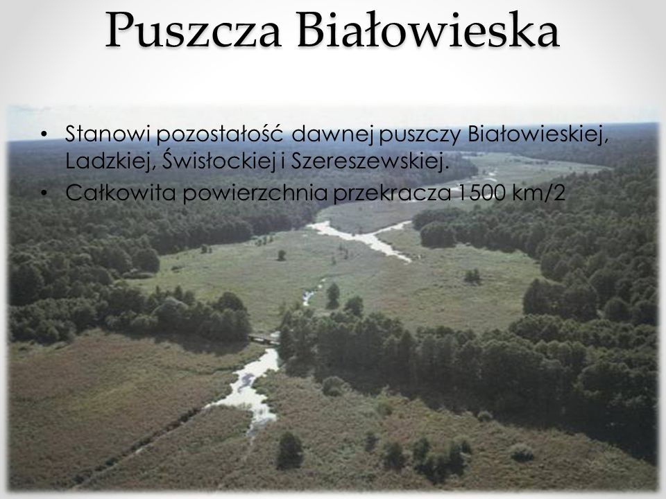 Puszcza Białowieska Stanowi pozostałość dawnej puszczy Białowieskiej, Ladzkiej, Świsłockiej i Szereszewskiej.