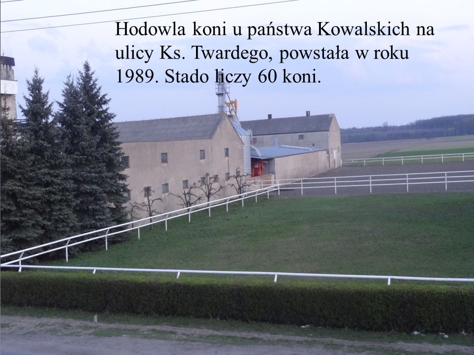 Stadnina koni Hodowla koni u państwa Kowalskich na ulicy Ks. Twardego, powstała w roku Stado liczy 60 koni.