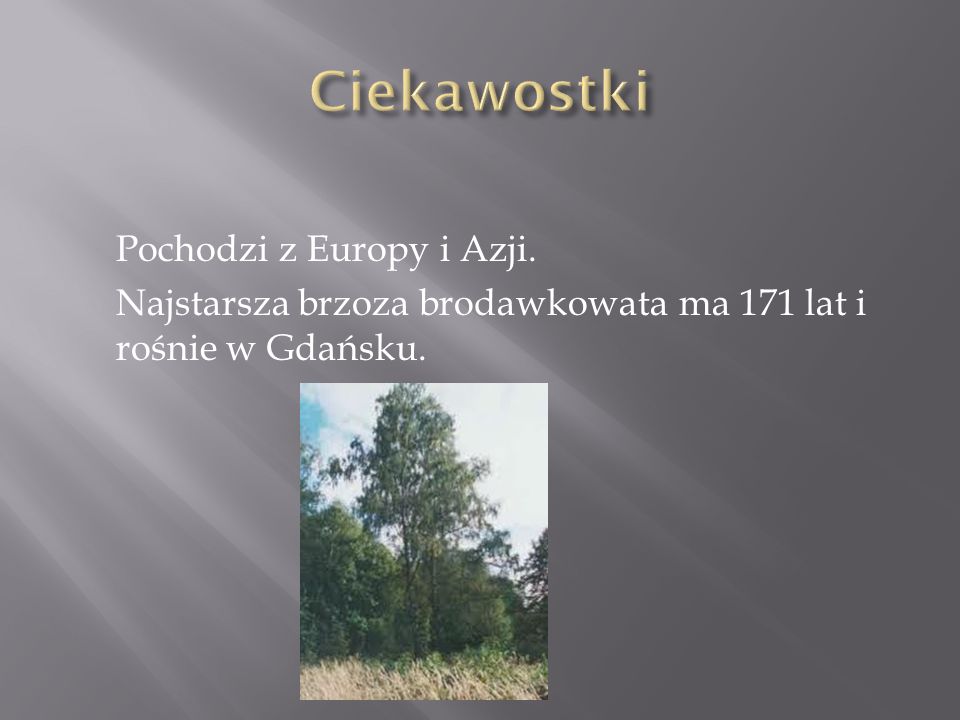 Ciekawostki Pochodzi z Europy i Azji. Najstarsza brzoza brodawkowata ma 171 lat i rośnie w Gdańsku.