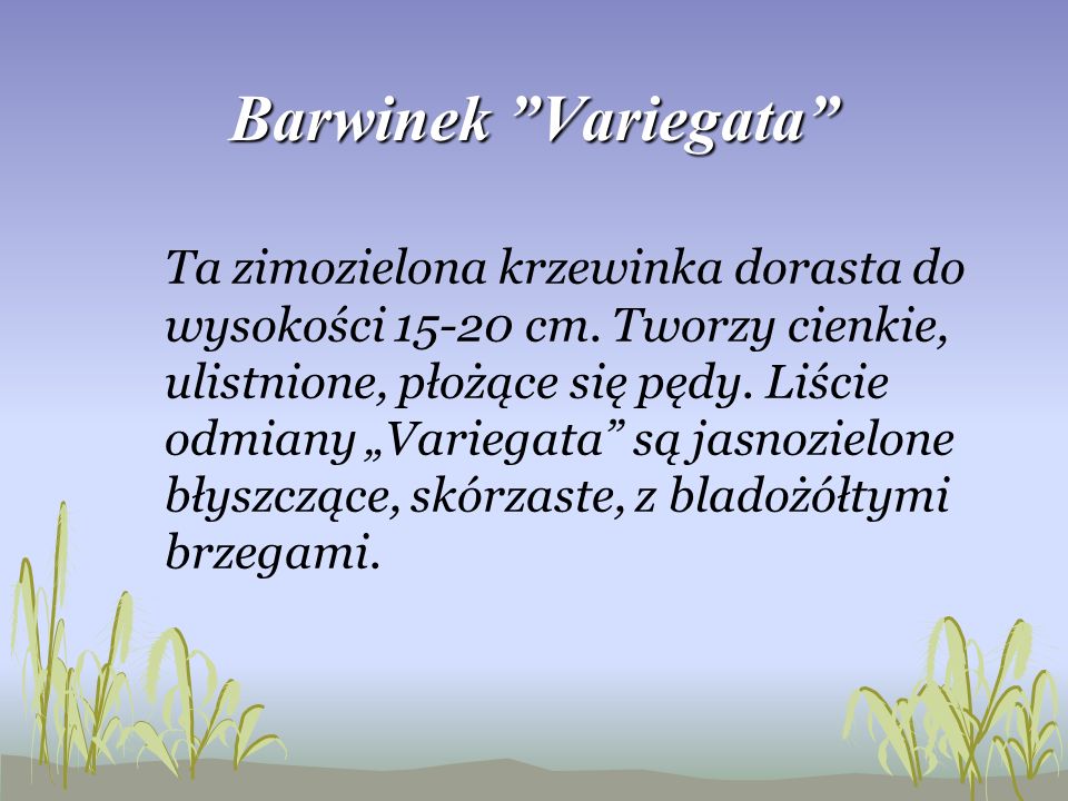 Barwinek Variegata