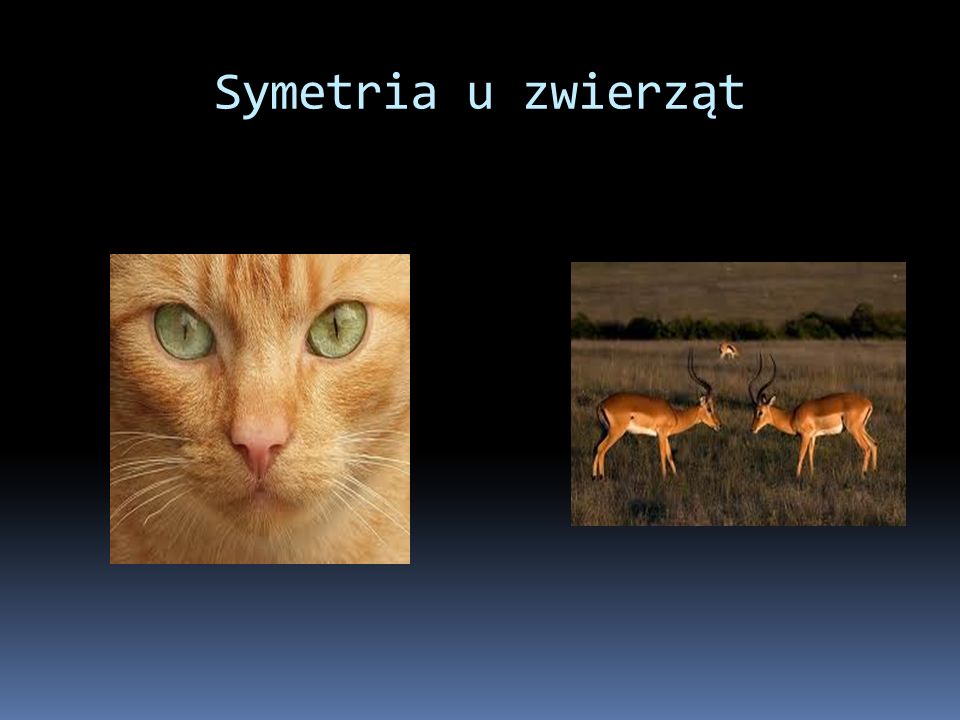 Symetria u zwierząt