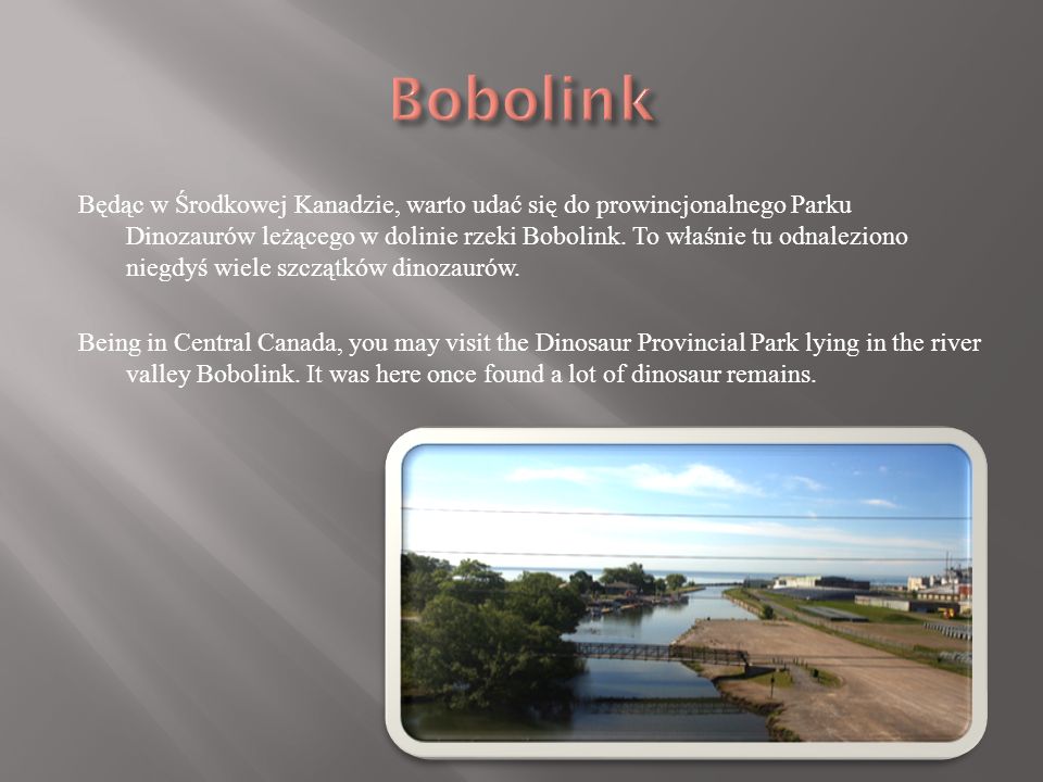Bobolink