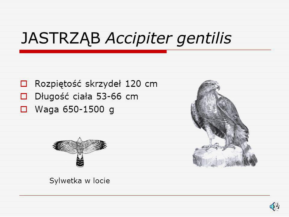JASTRZĄB Accipiter gentilis