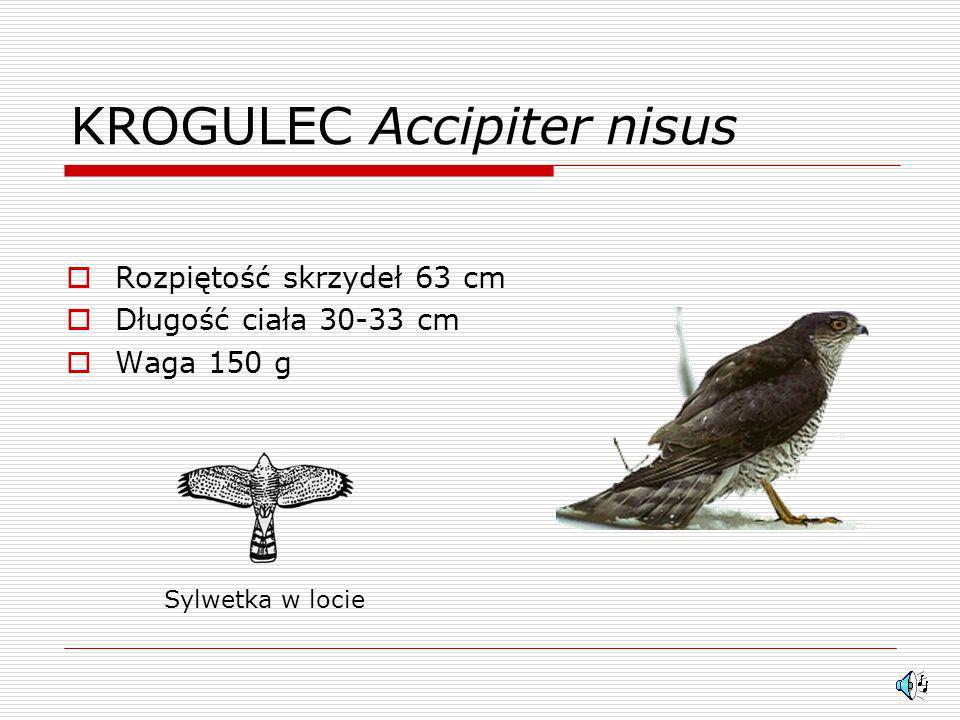KROGULEC Accipiter nisus