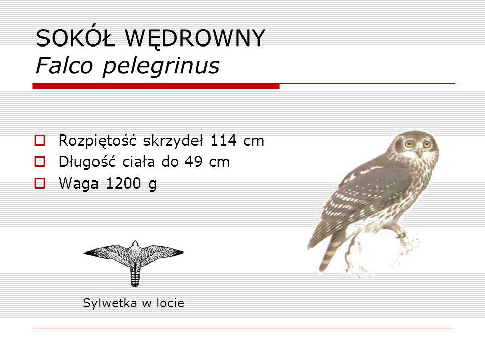 SOKÓŁ WĘDROWNY Falco pelegrinus