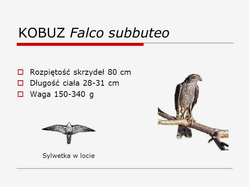 KOBUZ Falco subbuteo Rozpiętość skrzydeł 80 cm Długość ciała cm