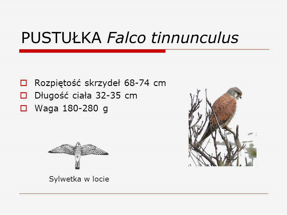 PUSTUŁKA Falco tinnunculus