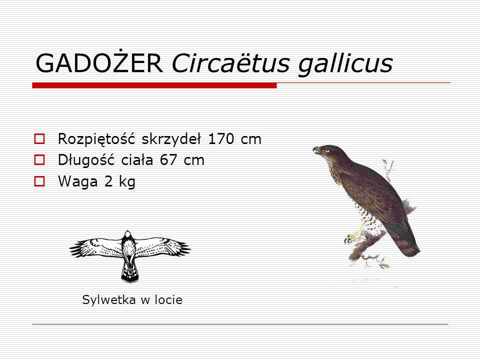 GADOŻER Circaëtus gallicus