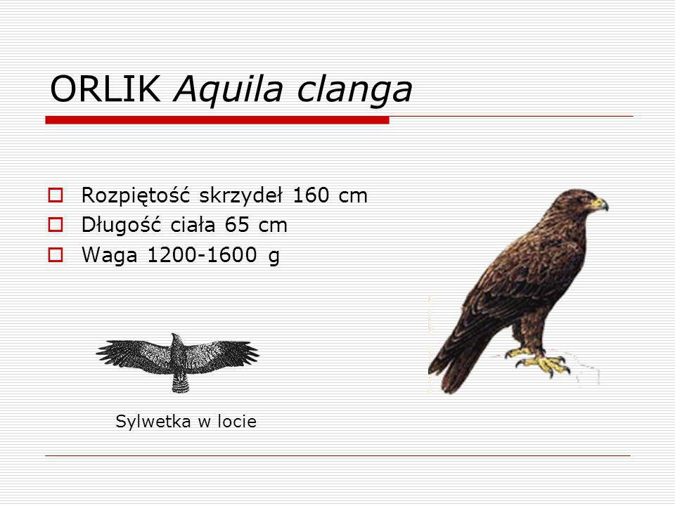 ORLIK Aquila clanga Rozpiętość skrzydeł 160 cm Długość ciała 65 cm