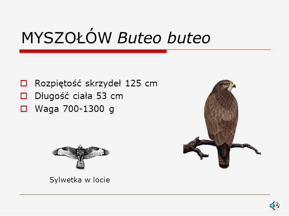 MYSZOŁÓW Buteo buteo Rozpiętość skrzydeł 125 cm Długość ciała 53 cm