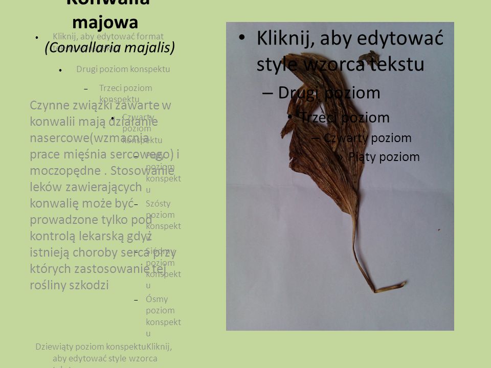 Konwalia majowa (Convallaria majalis)