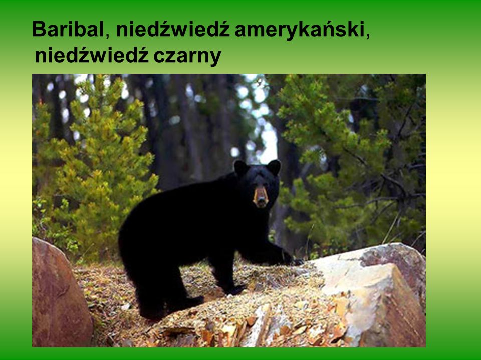 Baribal, niedźwiedź amerykański, niedźwiedź czarny