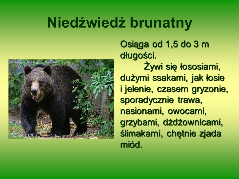 Niedźwiedź brunatny Osiąga od 1,5 do 3 m długości.