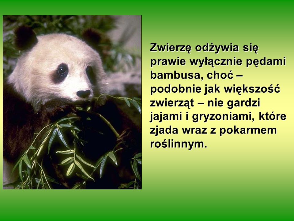 Zwierzę odżywia się prawie wyłącznie pędami bambusa, choć – podobnie jak większość zwierząt – nie gardzi jajami i gryzoniami, które zjada wraz z pokarmem roślinnym.