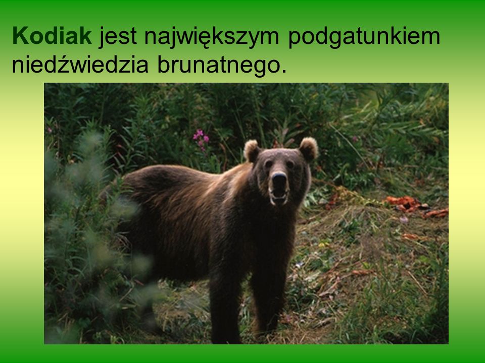 Kodiak jest największym podgatunkiem niedźwiedzia brunatnego.
