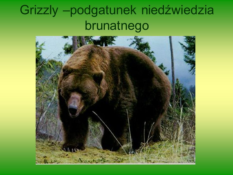 Grizzly –podgatunek niedźwiedzia brunatnego