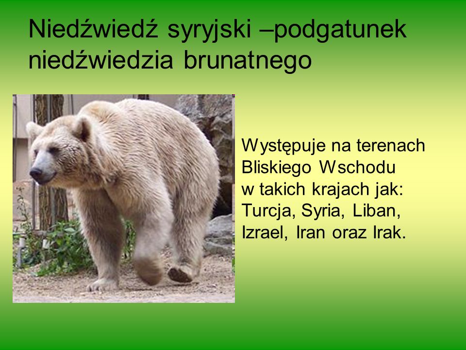 Niedźwiedź syryjski –podgatunek niedźwiedzia brunatnego