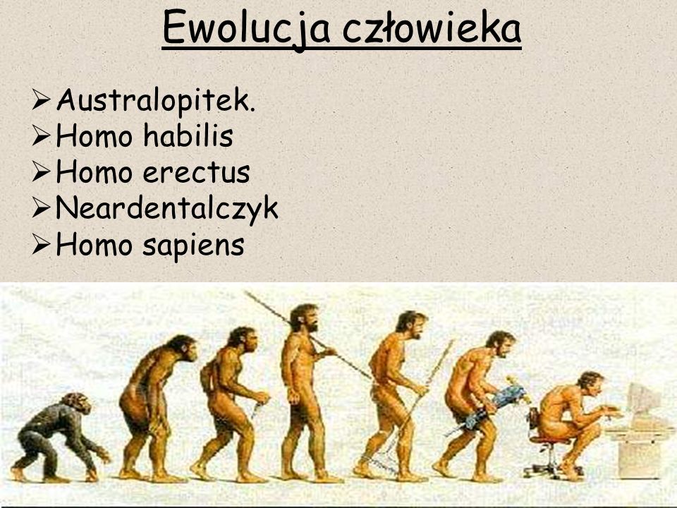 Ewolucja człowieka Australopitek. Homo habilis Homo erectus