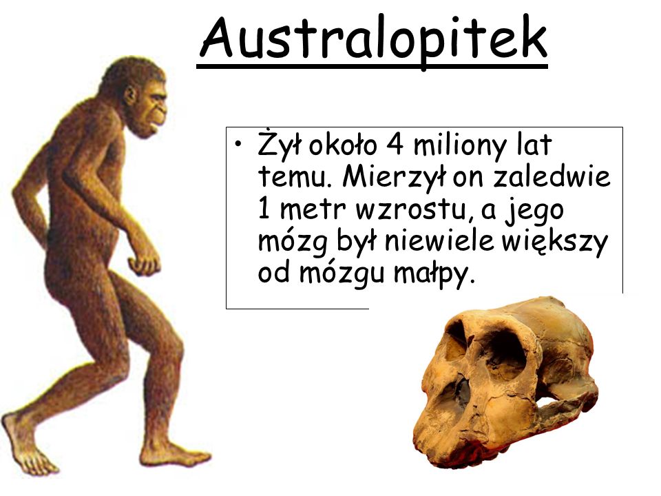 Australopitek Żył około 4 miliony lat temu.