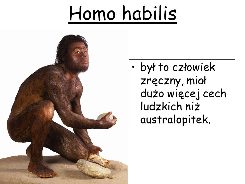 Homo habilis był to człowiek zręczny, miał dużo więcej cech ludzkich niż australopitek.