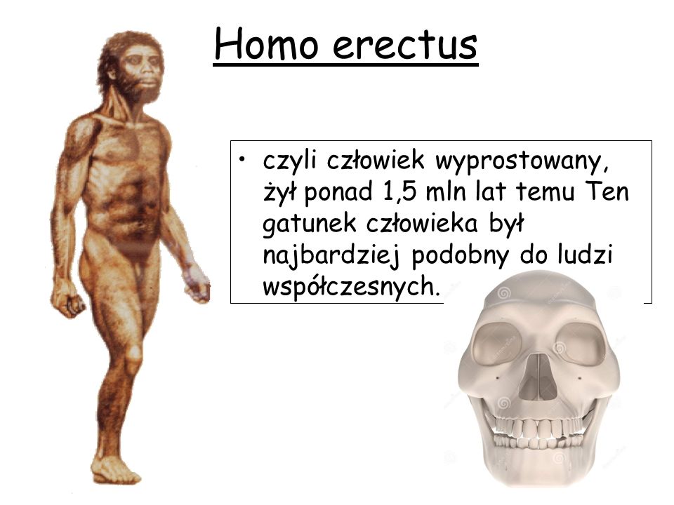 Homo erectus czyli człowiek wyprostowany, żył ponad 1,5 mln lat temu Ten gatunek człowieka był najbardziej podobny do ludzi współczesnych.