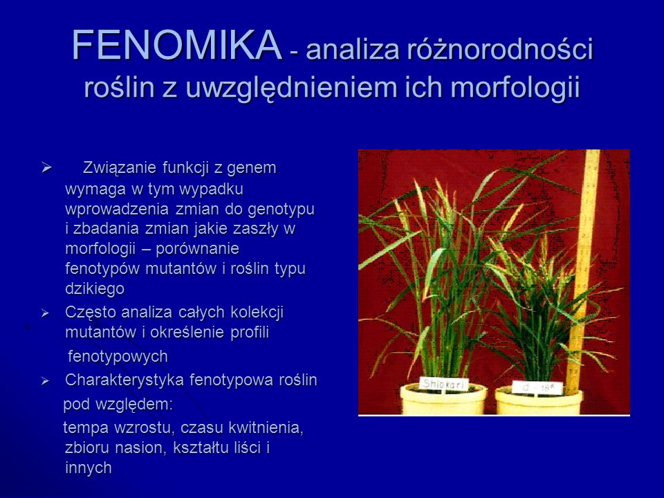 FENOMIKA - analiza różnorodności roślin z uwzględnieniem ich morfologii