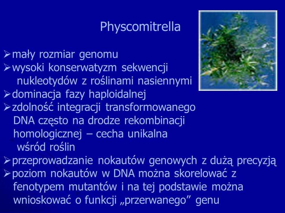 Physcomitrella mały rozmiar genomu. wysoki konserwatyzm sekwencji. nukleotydów z roślinami nasiennymi.