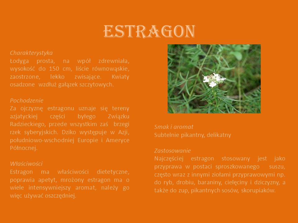 Estragon Charakterystyka