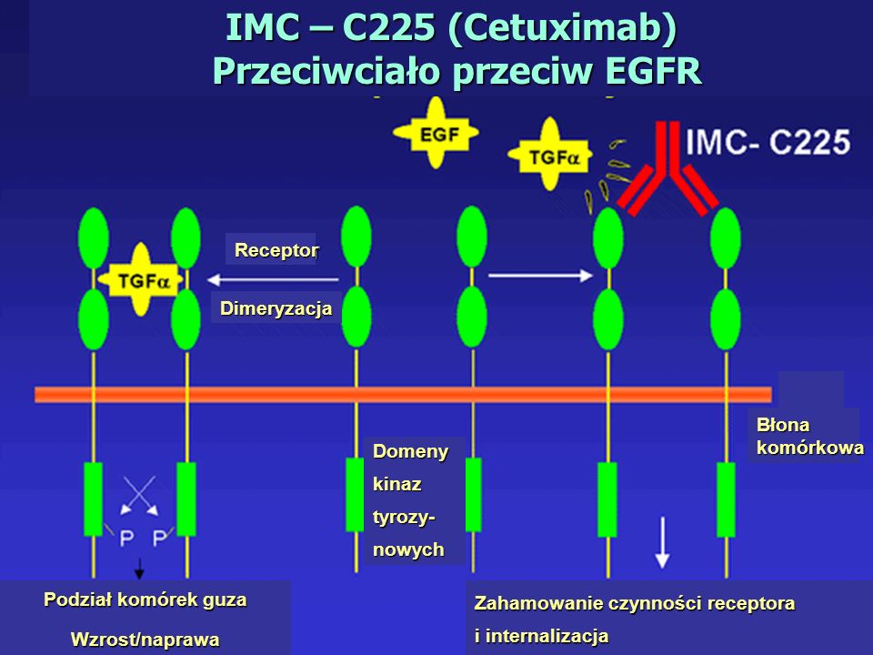 IMC – C225 (Cetuximab) Przeciwciało przeciw EGFR