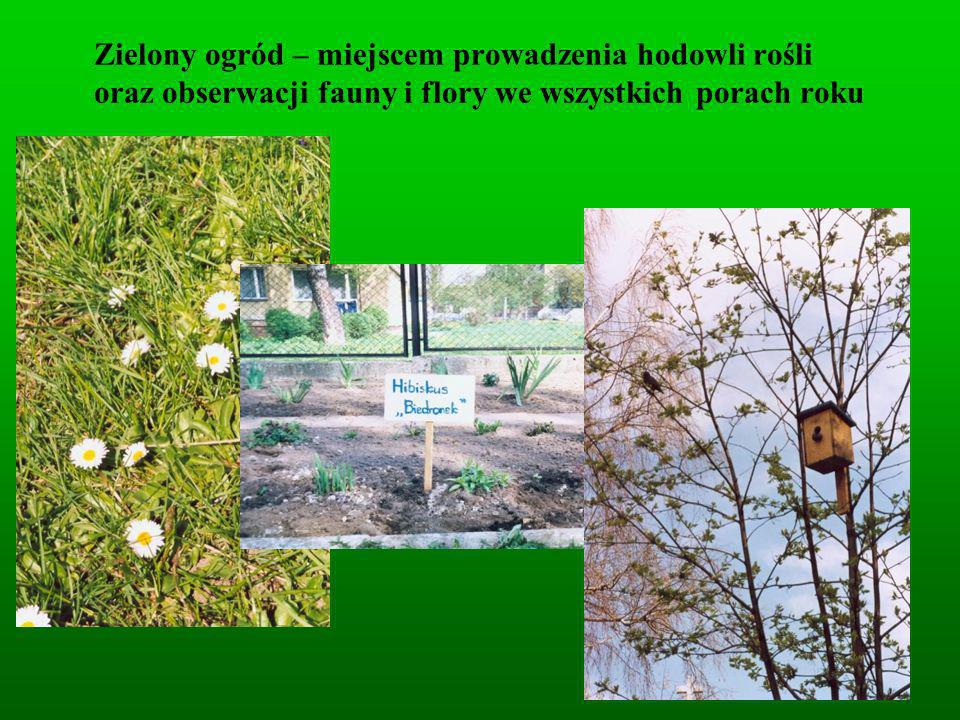 Zielony ogród – miejscem prowadzenia hodowli rośli oraz obserwacji fauny i flory we wszystkich porach roku