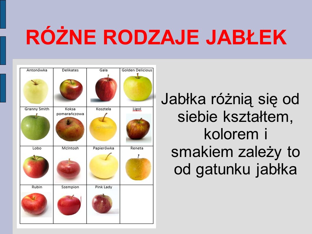 RÓŻNE RODZAJE JABŁEK Jabłka różnią się od siebie kształtem, kolorem i smakiem zależy to od gatunku jabłka.