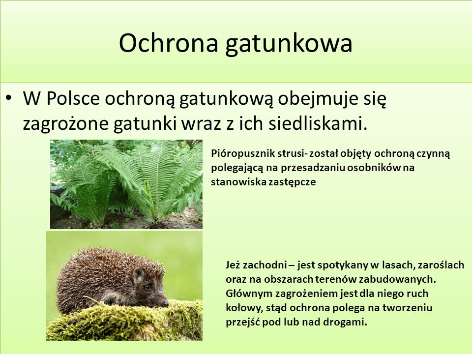 Ochrona gatunkowa W Polsce ochroną gatunkową obejmuje się zagrożone gatunki wraz z ich siedliskami.