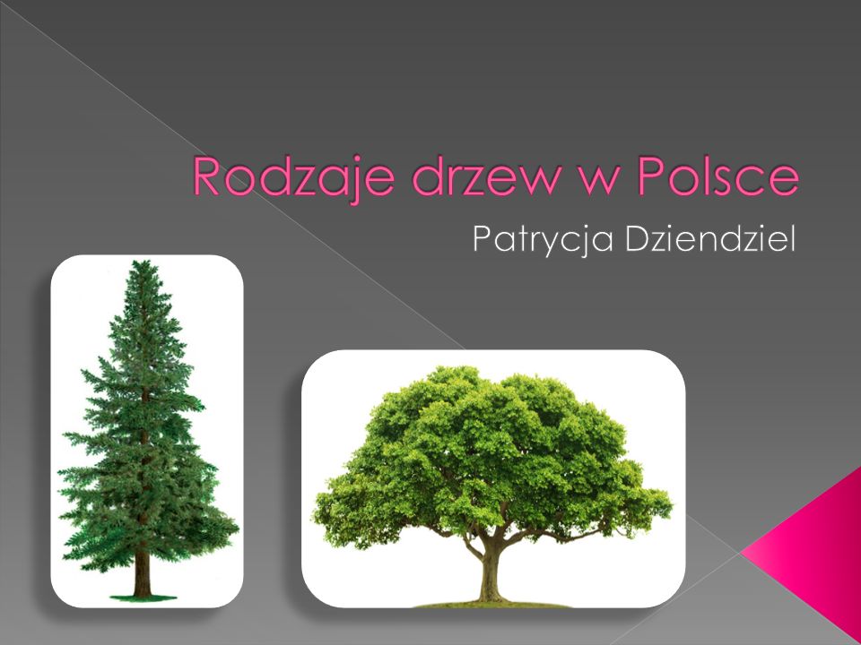 Rodzaje drzew w Polsce Patrycja Dziendziel