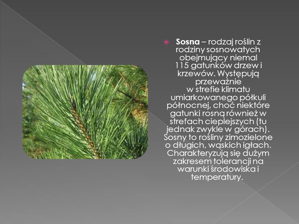 Sosna – rodzaj roślin z rodziny sosnowatych obejmujący niemal 115 gatunków drzew i krzewów.