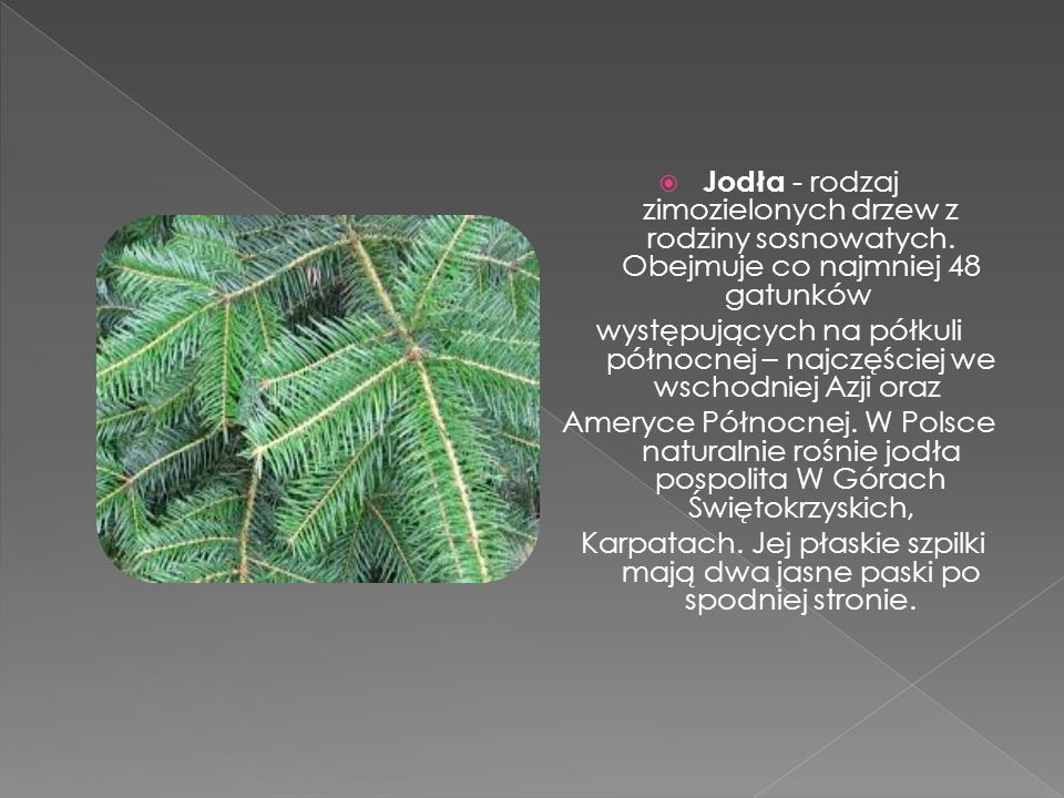 Jodła - rodzaj zimozielonych drzew z rodziny sosnowatych